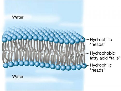 Liposomes | Liposomal Encapsulated Technology | L'unico Laboratory